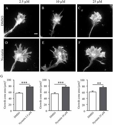 Nystatin Regulates Axonal Extension and Regeneration by Modifying the Levels of Nitric Oxide